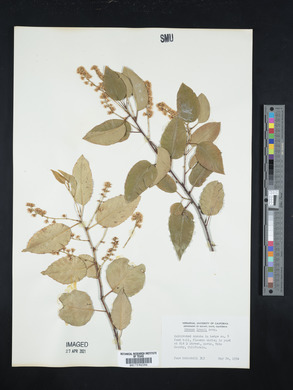 Prunus lyonii image