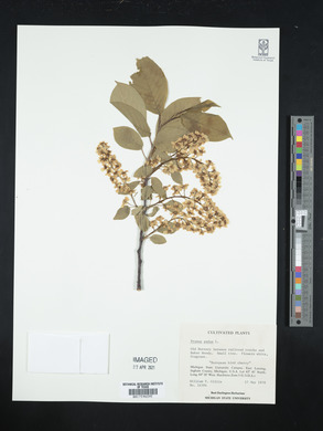 Prunus padus image