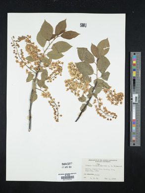 Prunus padus image