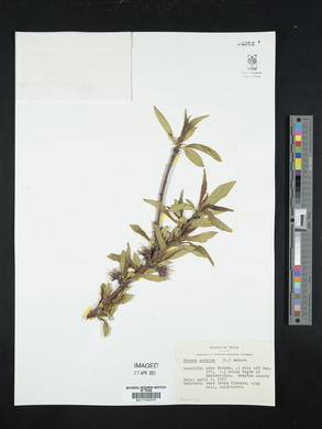 Prunus persica image