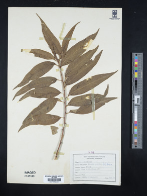 Prunus persica image