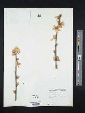 Prunus persica image