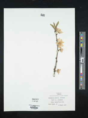 Prunus persica image