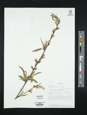 Prunus persica image