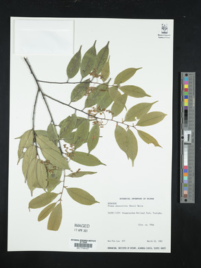 Prunus phaeosticta image
