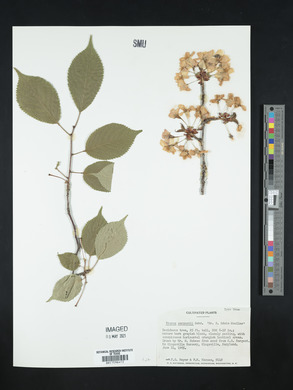 Prunus sargentii image