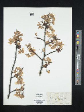 Prunus sargentii image