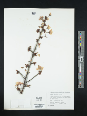 Prunus sargentii image