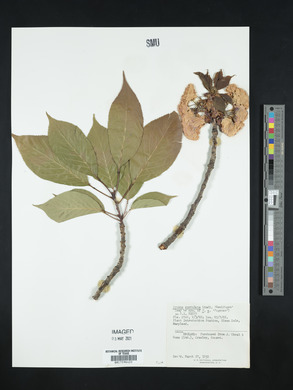 Prunus serrulata image