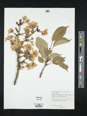 Prunus serrulata image