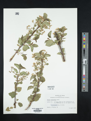 Prunus subcordata image