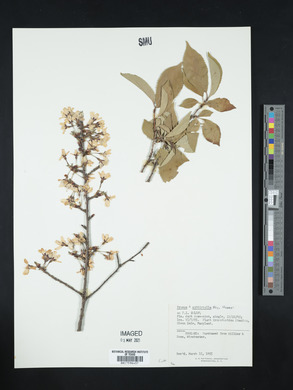 Prunus subhirtella image