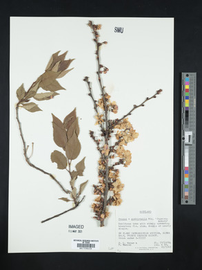 Prunus subhirtella image