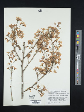 Prunus itosakura image