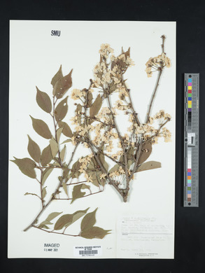 Prunus itosakura image