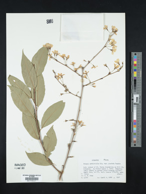 Prunus itosakura image