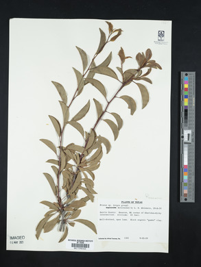 Prunus nigra image