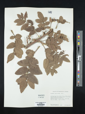 Image of Bursera jorullensis