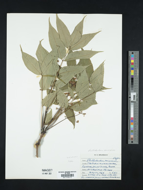 Phellodendron amurense image