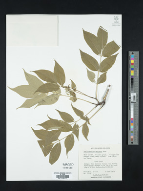 Phellodendron amurense image