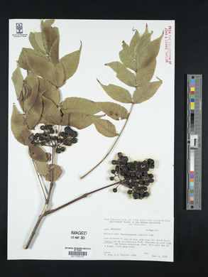 Phellodendron lavallei image