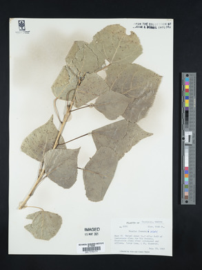 Populus fremontii image