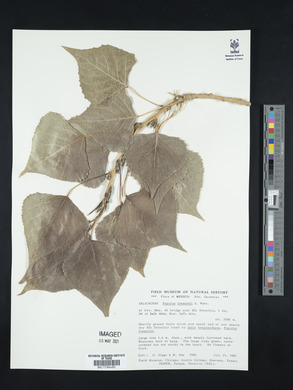 Populus fremontii image