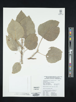 Populus guzmanantlensis image