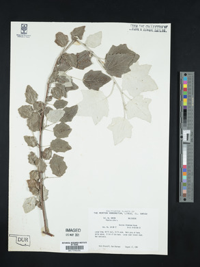 Populus alba image