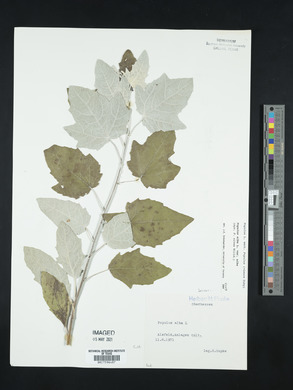 Populus alba image