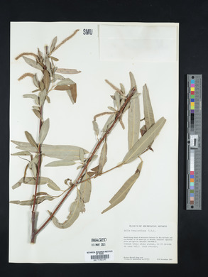 Salix bonplandiana image