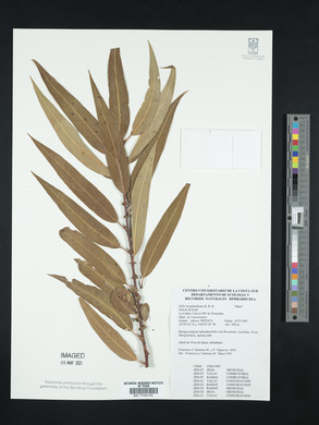 Salix bonplandiana image