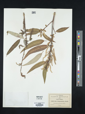 Salix bonplandiana image