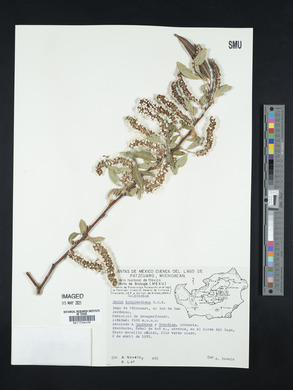 Salix bonplandiana image