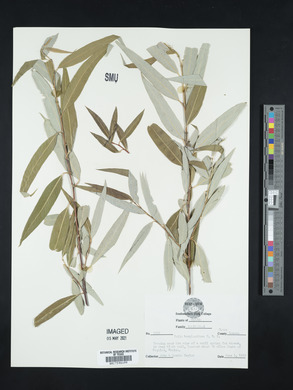 Salix bonplandiana image