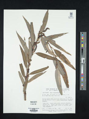 Salix bonplandiana image