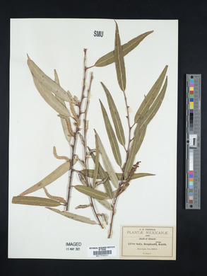 Salix bonplandiana image