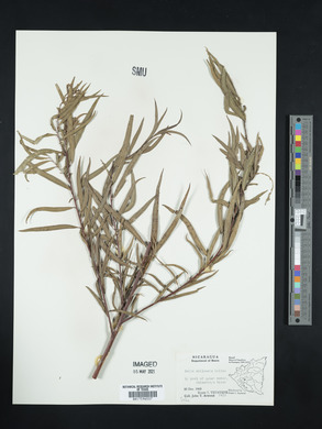 Salix humboldtiana image