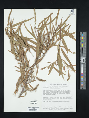 Salix humboldtiana image