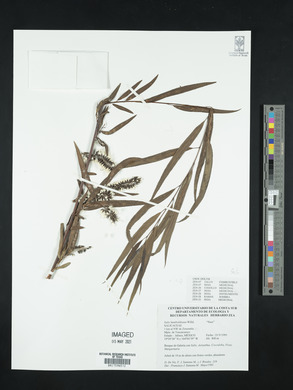 Salix humboldtiana image