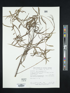 Salix humboldtiana image