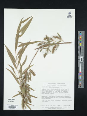 Salix humboldtiana image
