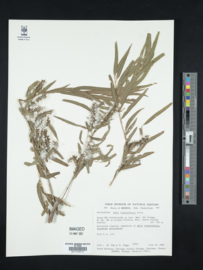 Salix humboldtiana image