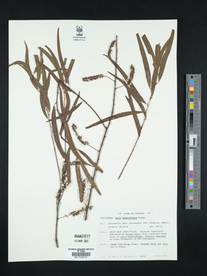 Salix humboldtiana image