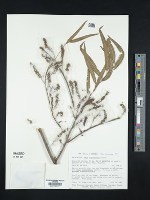Salix humboldtiana image