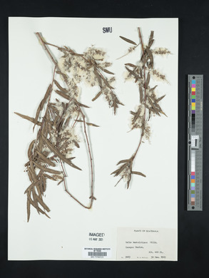 Salix humboldtiana image