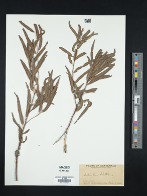 Salix humboldtiana image