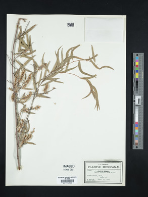 Salix humboldtiana image