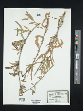 Salix humboldtiana image