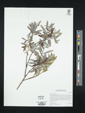 Salix lasiolepis image